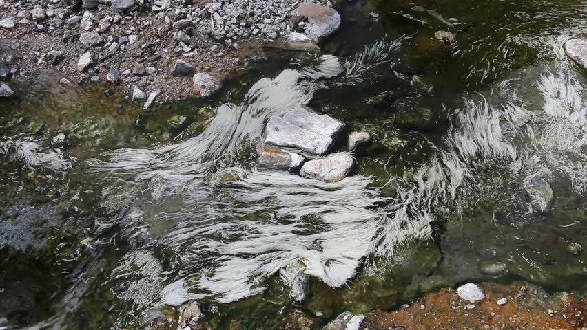   Chloroflexi